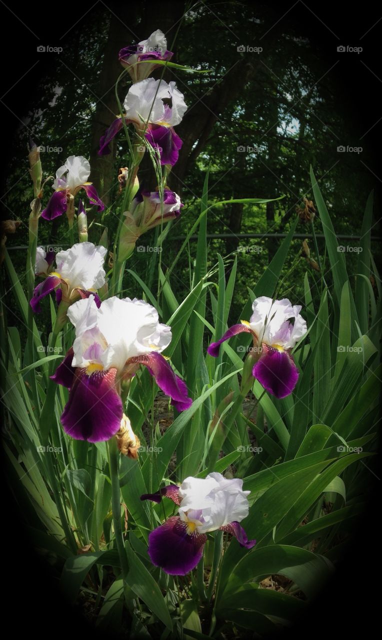 Bed of Irises. Bed of Irises