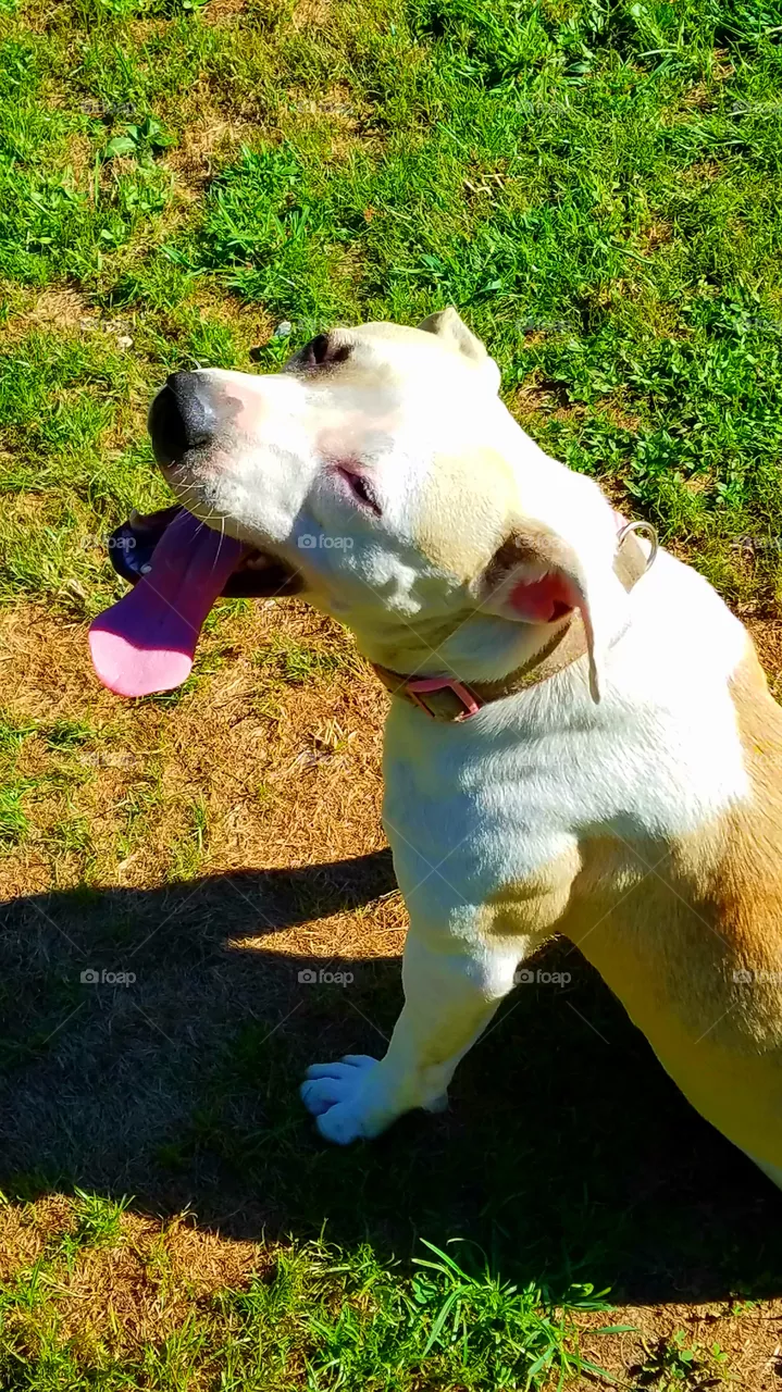 Pitbull