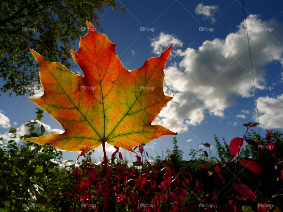 Orange Blatt Herbst herbstlich Heiter sonnig Himmel Freude Oktober