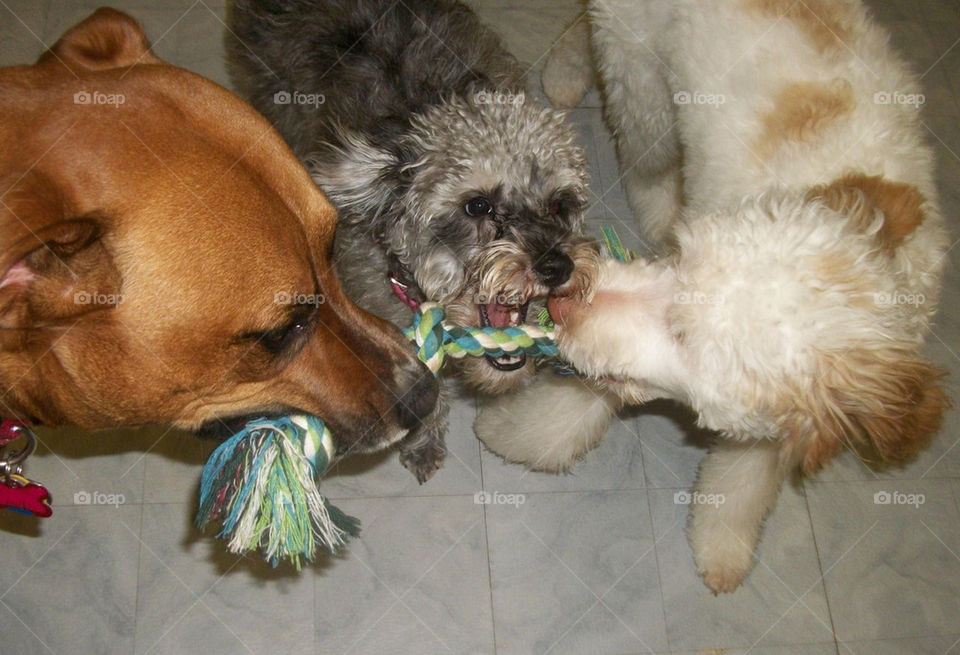 Fun At Doggie Daycare