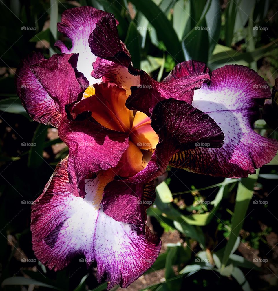 Magenta iris