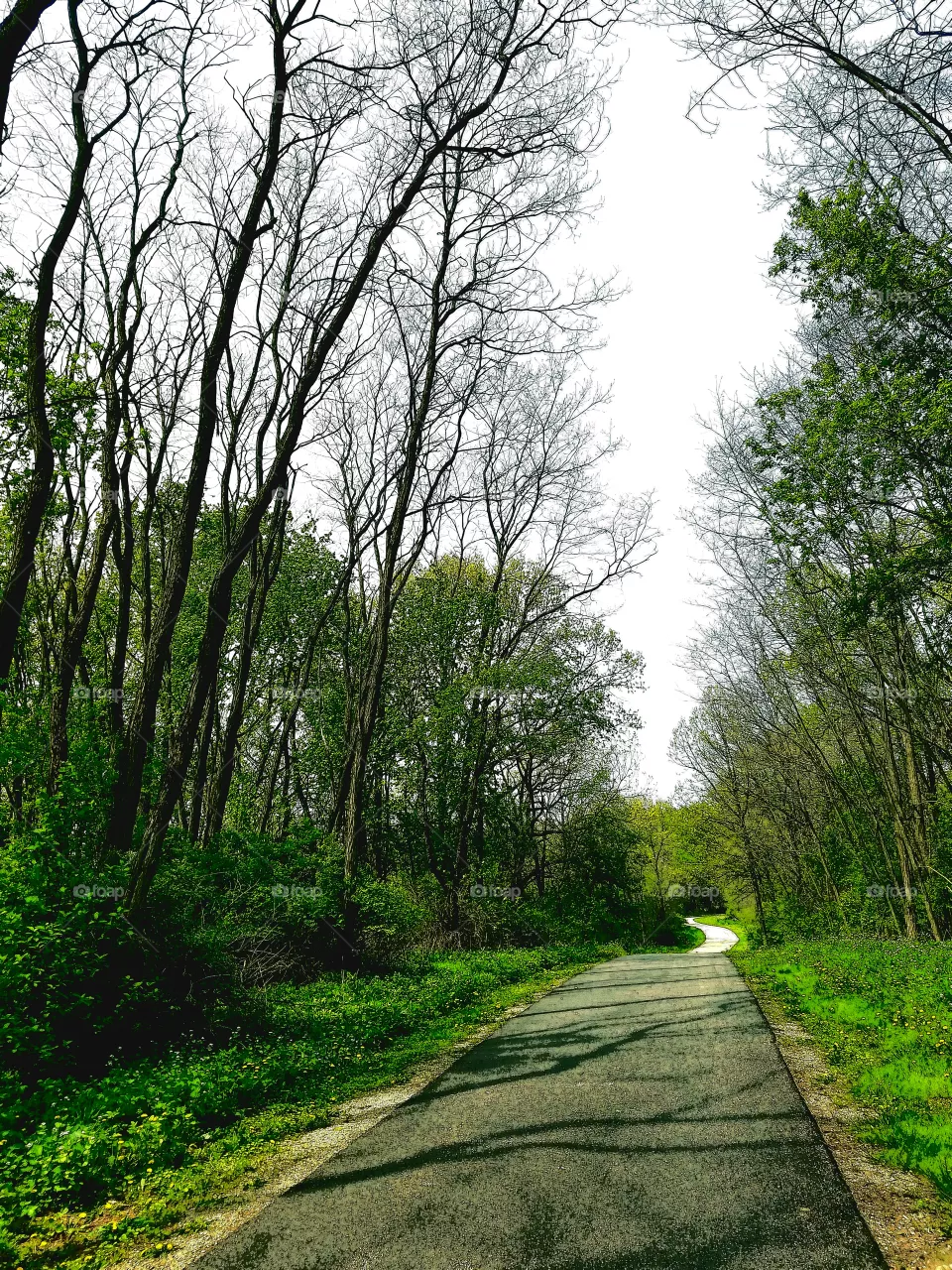 Landscape, Wood, Nature, Tree, Road