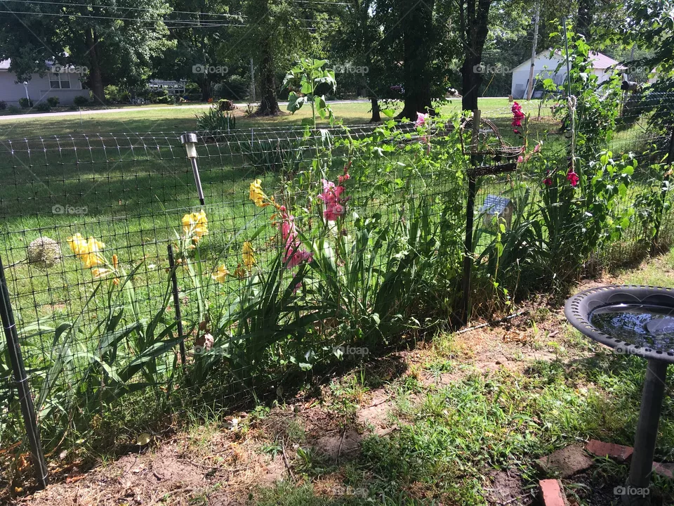 My Glads along the fence are taking over with their beauty and colors of yellows and pinks.