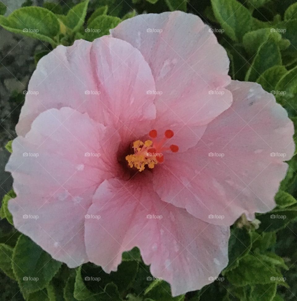 Pale pink early morning flower