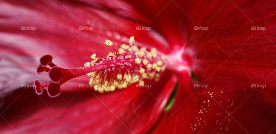 blood red hibiscus with gold pollen