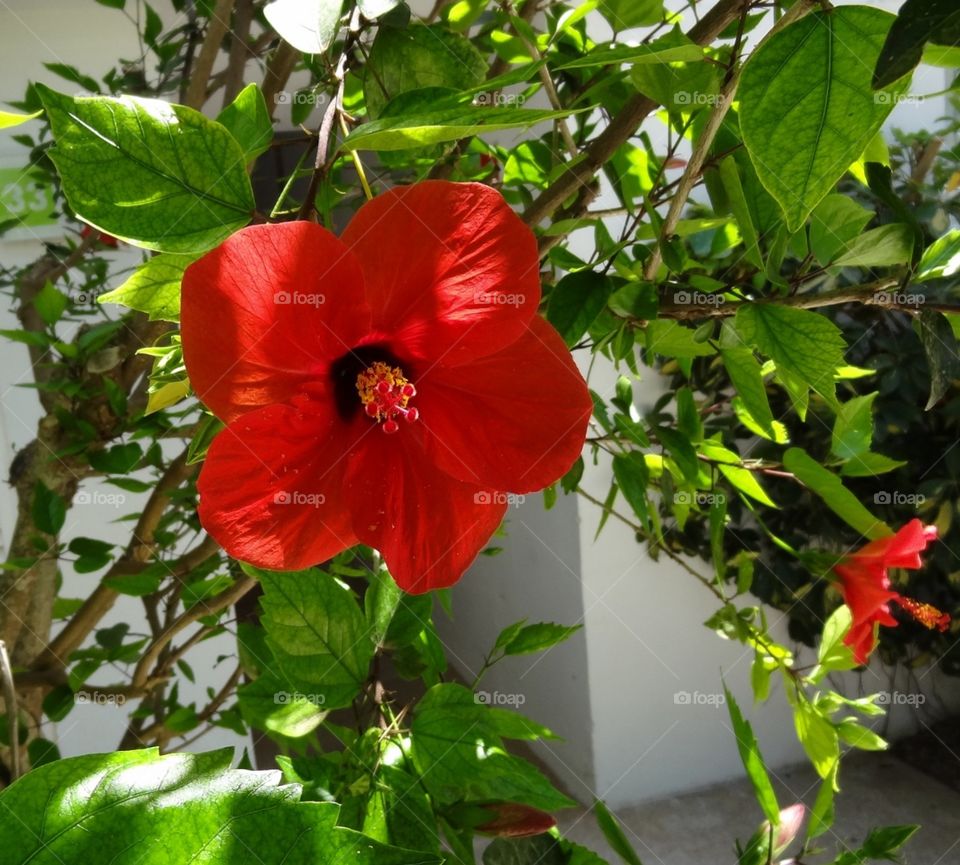 Sunlight through the petals
