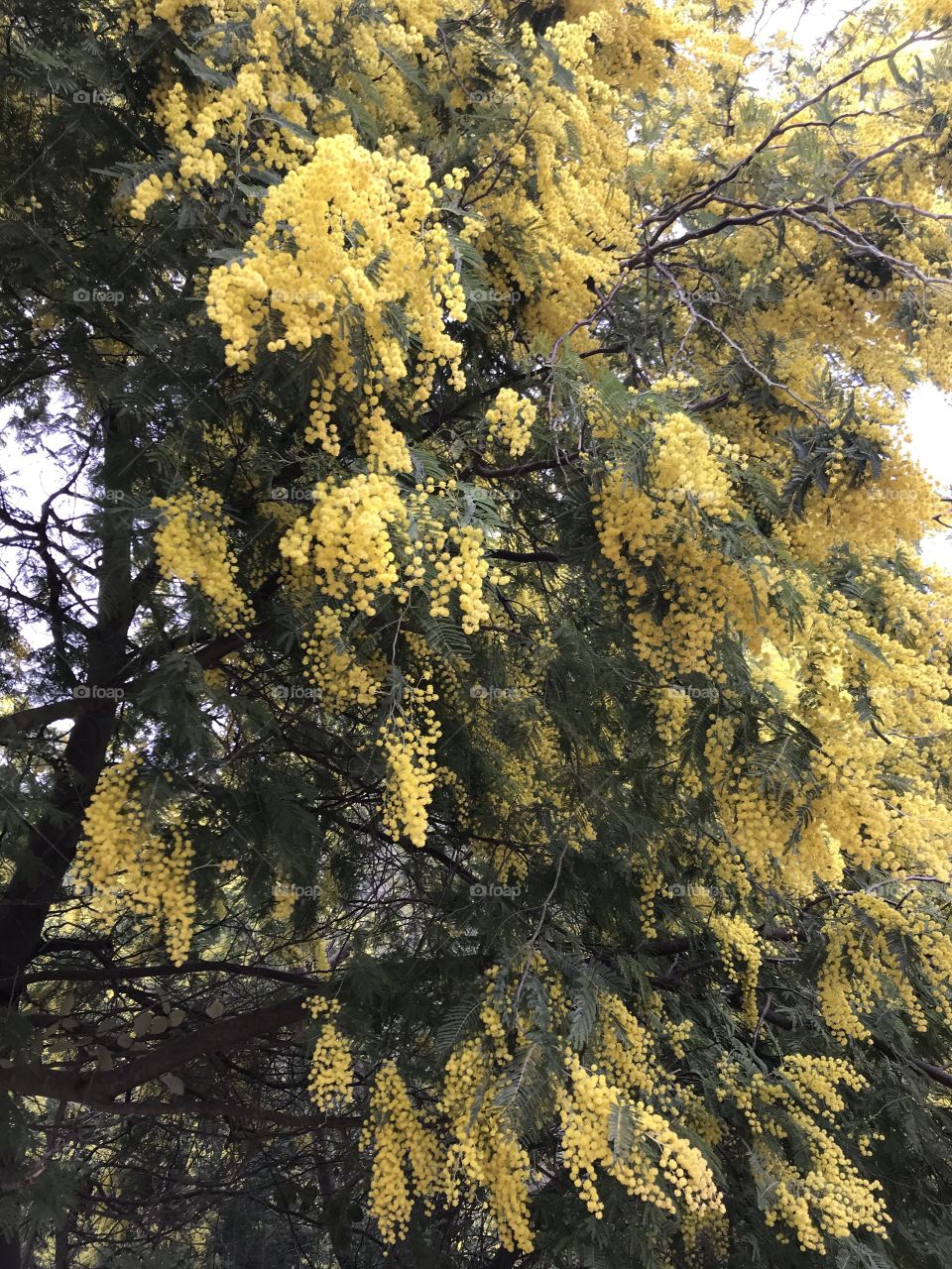 Au fleurs des mimosas 