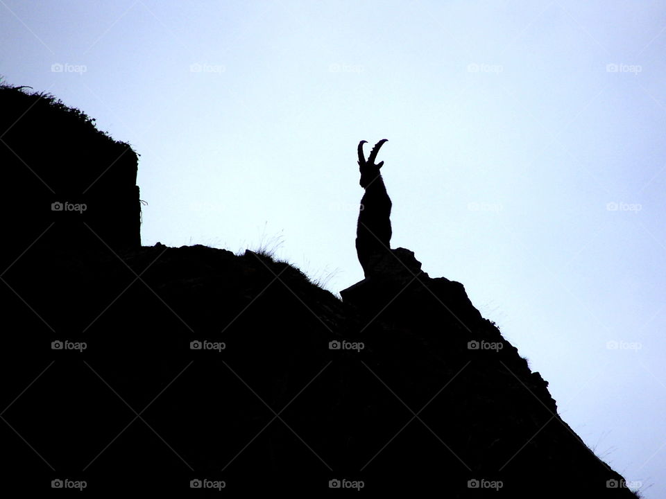 ibex animal mountain silhouette