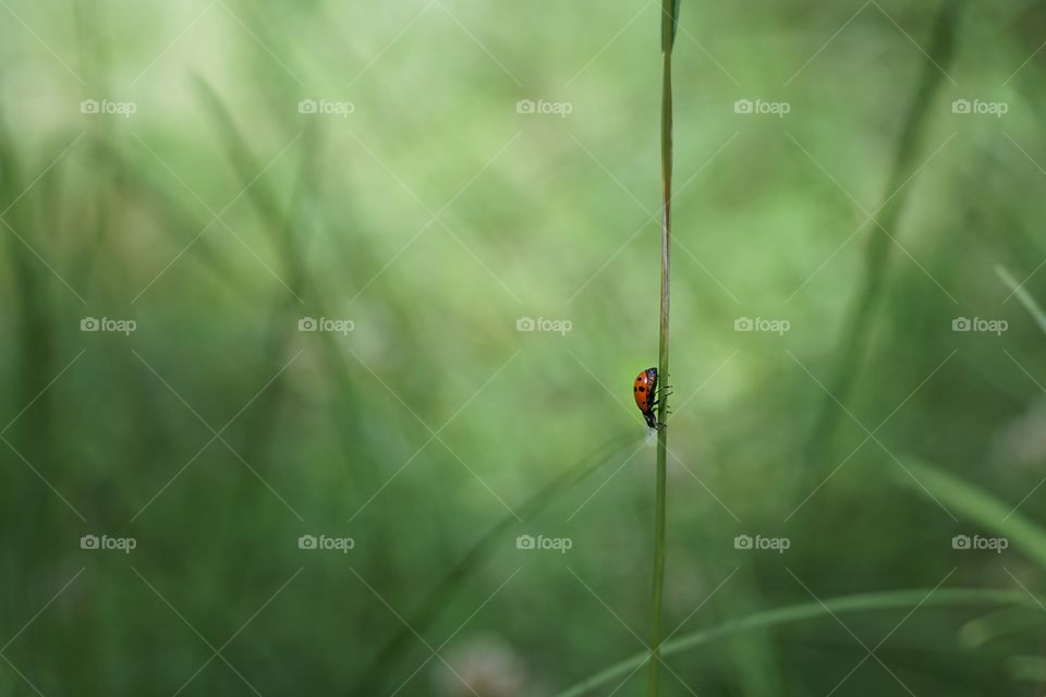 Ladybug 