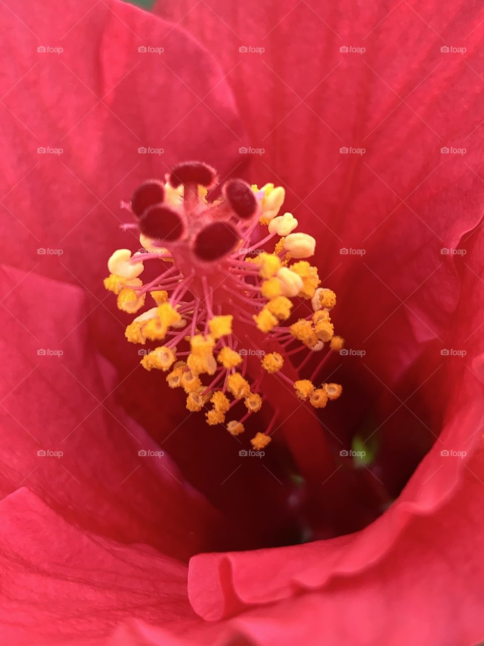 Close up photo of pollen, Chinese hibiscus flower blossoms with lovely red petals.