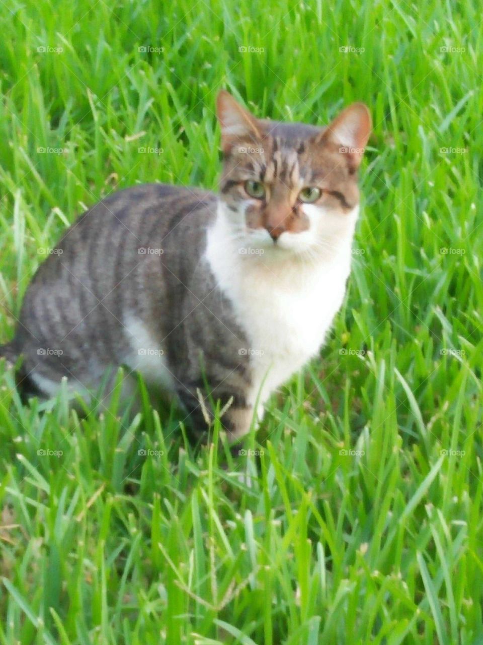 Beautiful cat looking at camera.