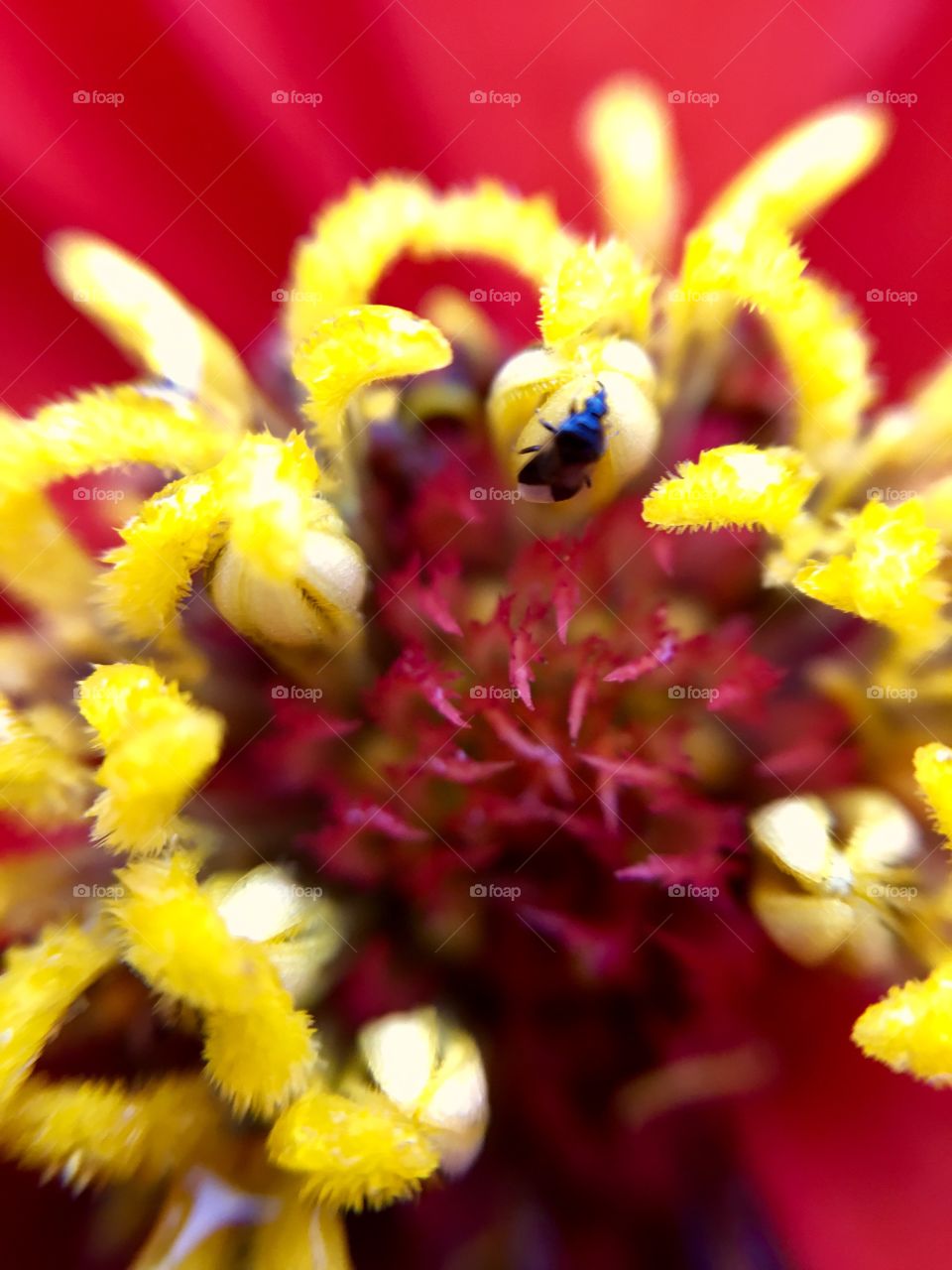 Bug on pistil and yellow stamen of a red flower.