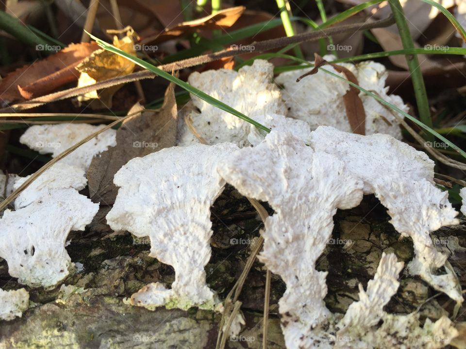 White flat mushrooms