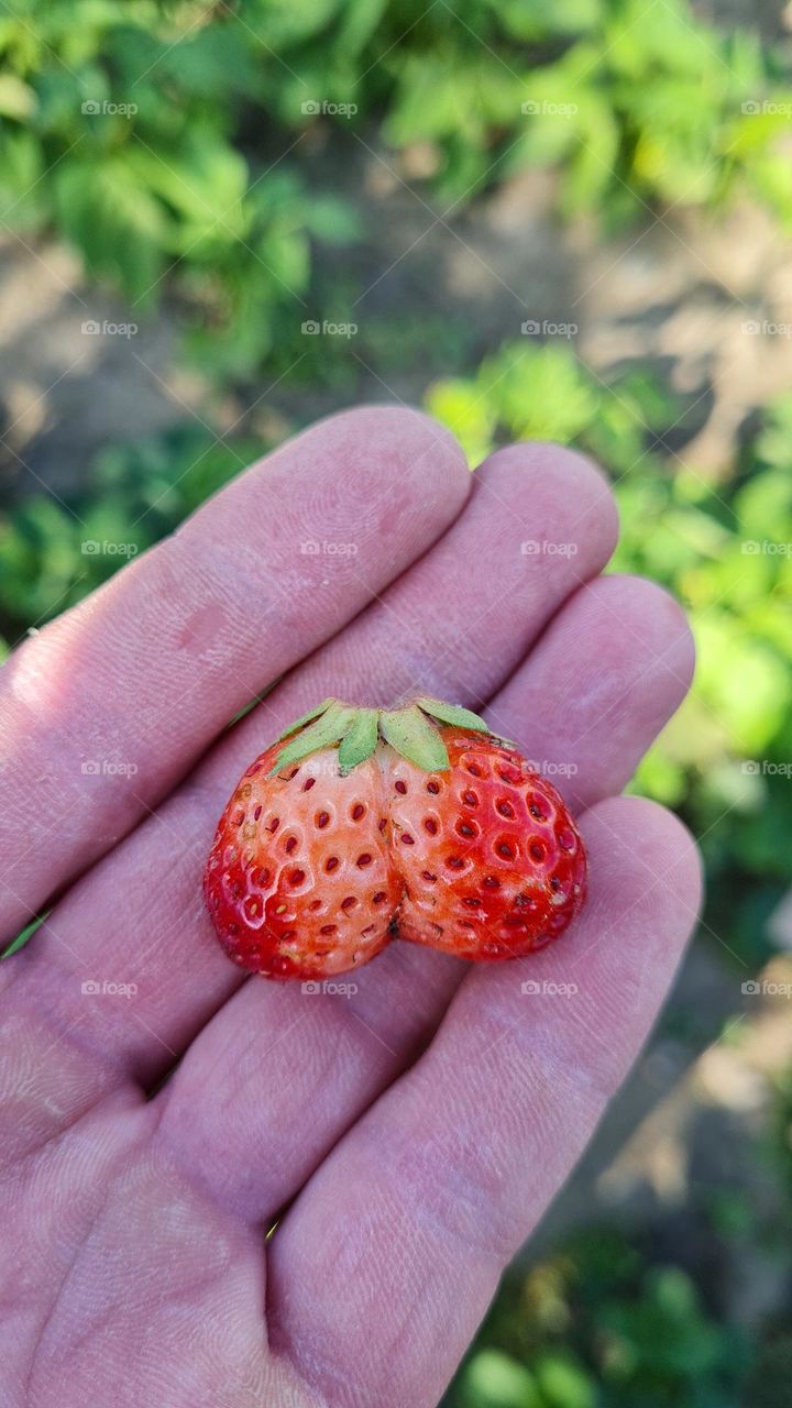 Strawberry