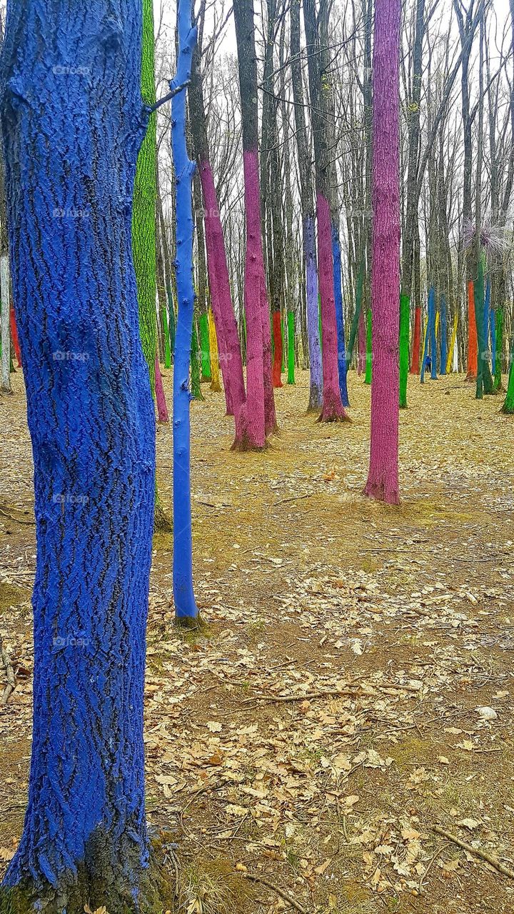 colorful forest, Romania