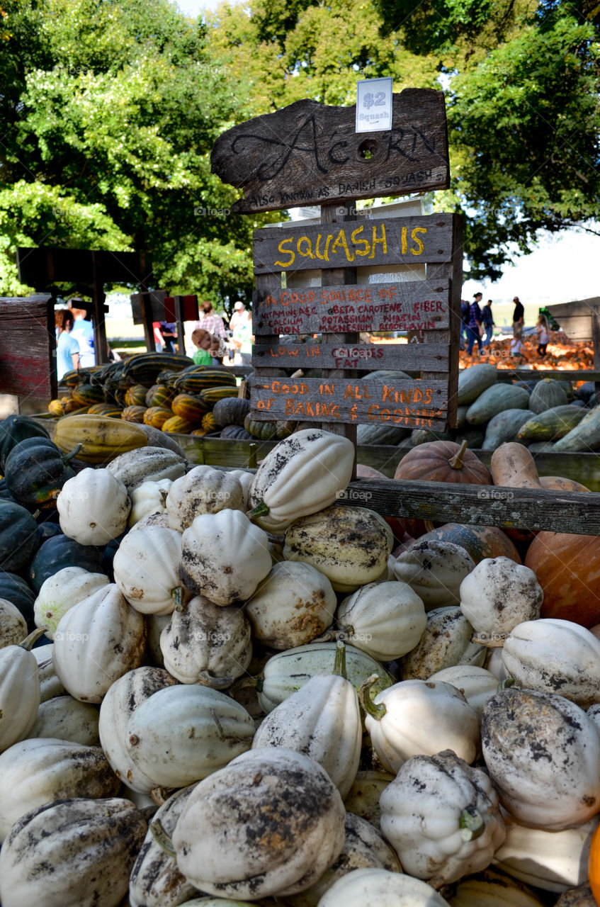 Squash display at a local pumpkin patch in the fall