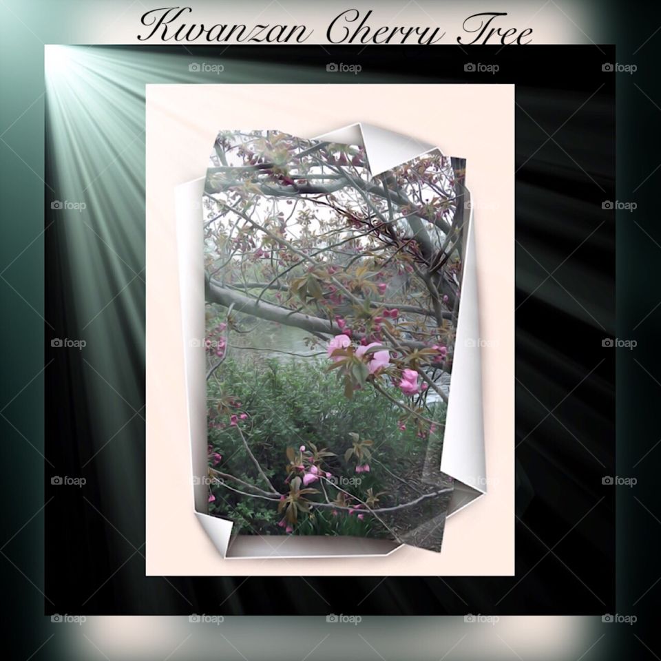 Kwanzan Cherry Tree, - Central Park, New York City. Instagram,@PennyPeronto