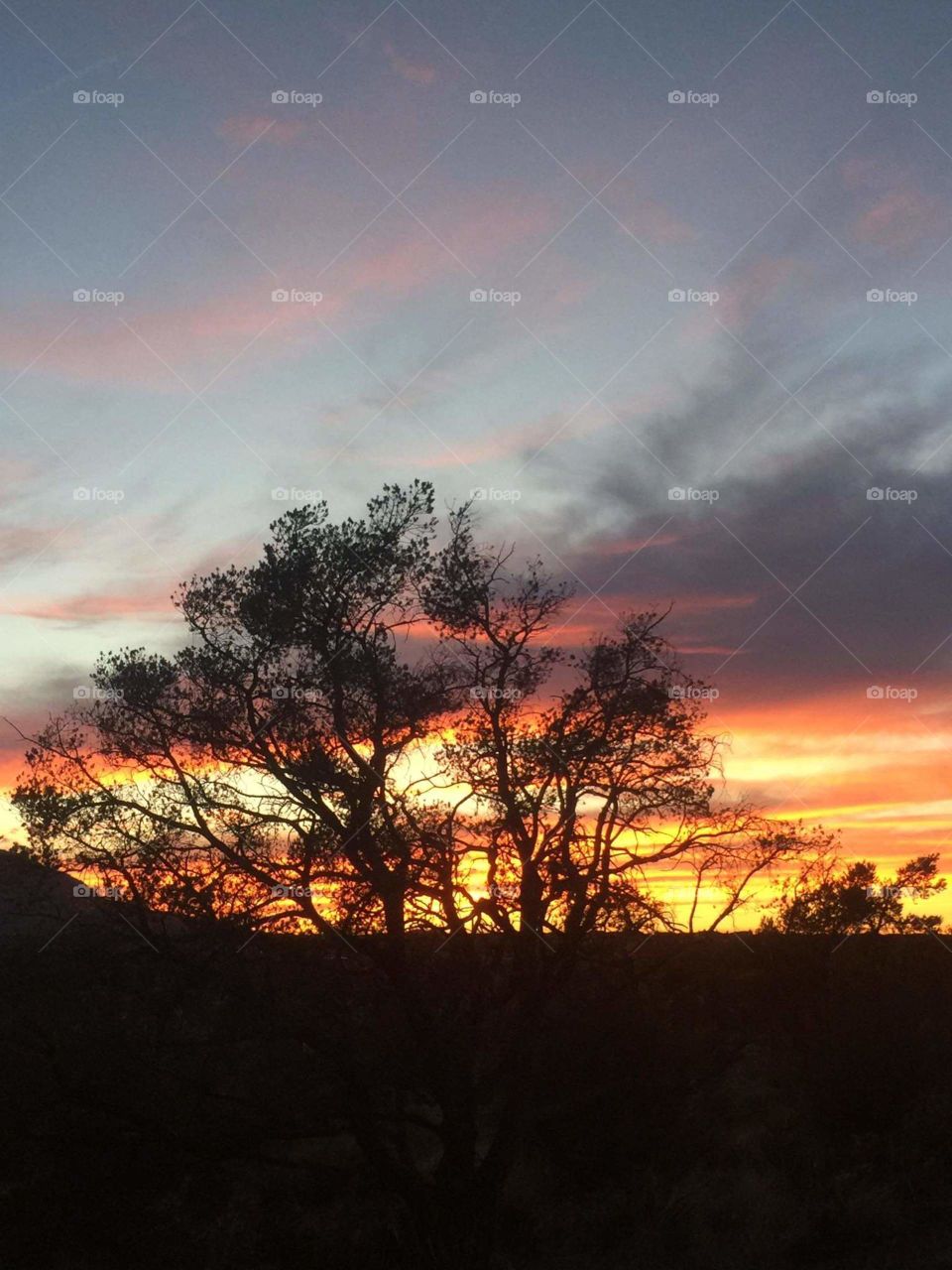 Desert sunset with Acacia trees