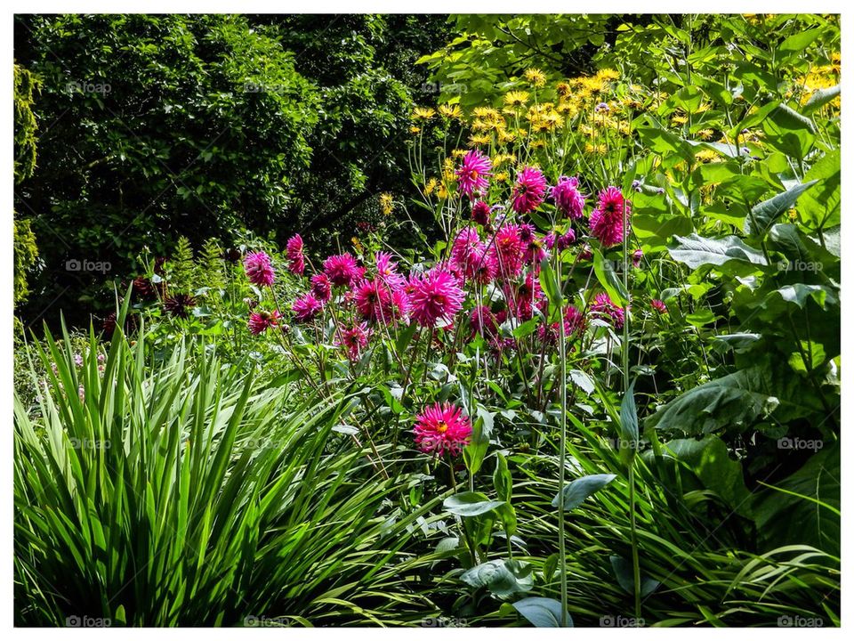 Princess Diana gardens