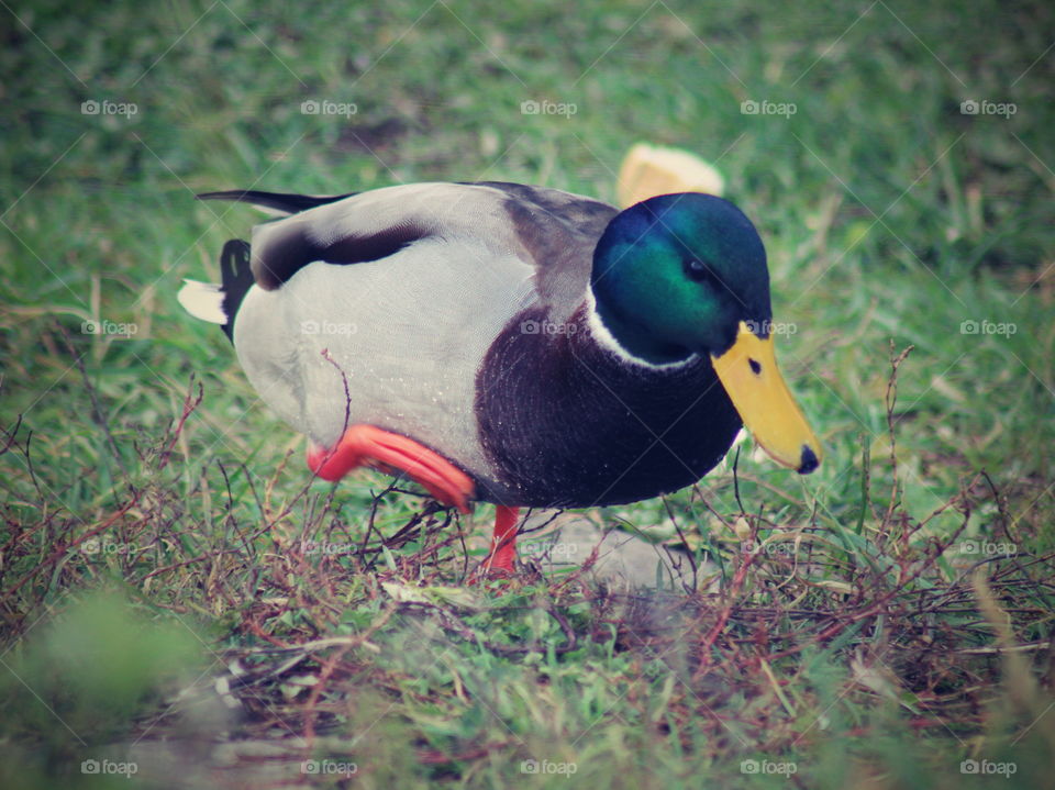duck