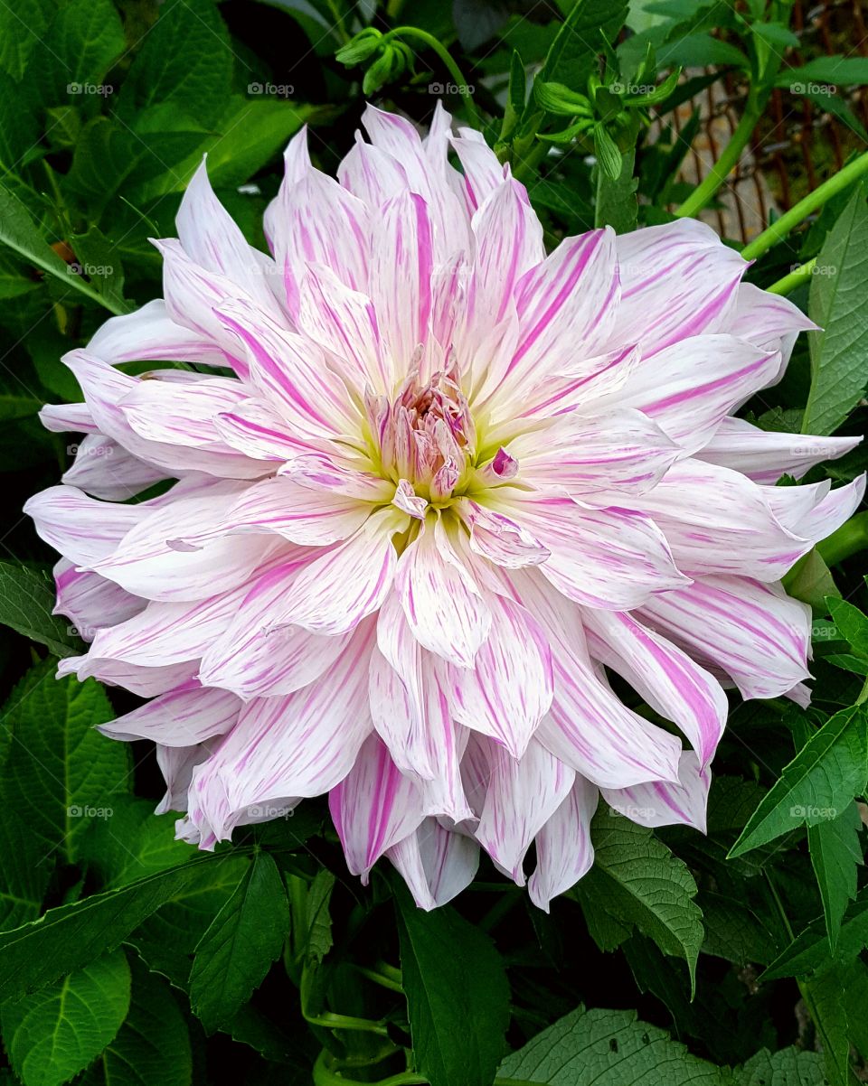 shades of pink flower