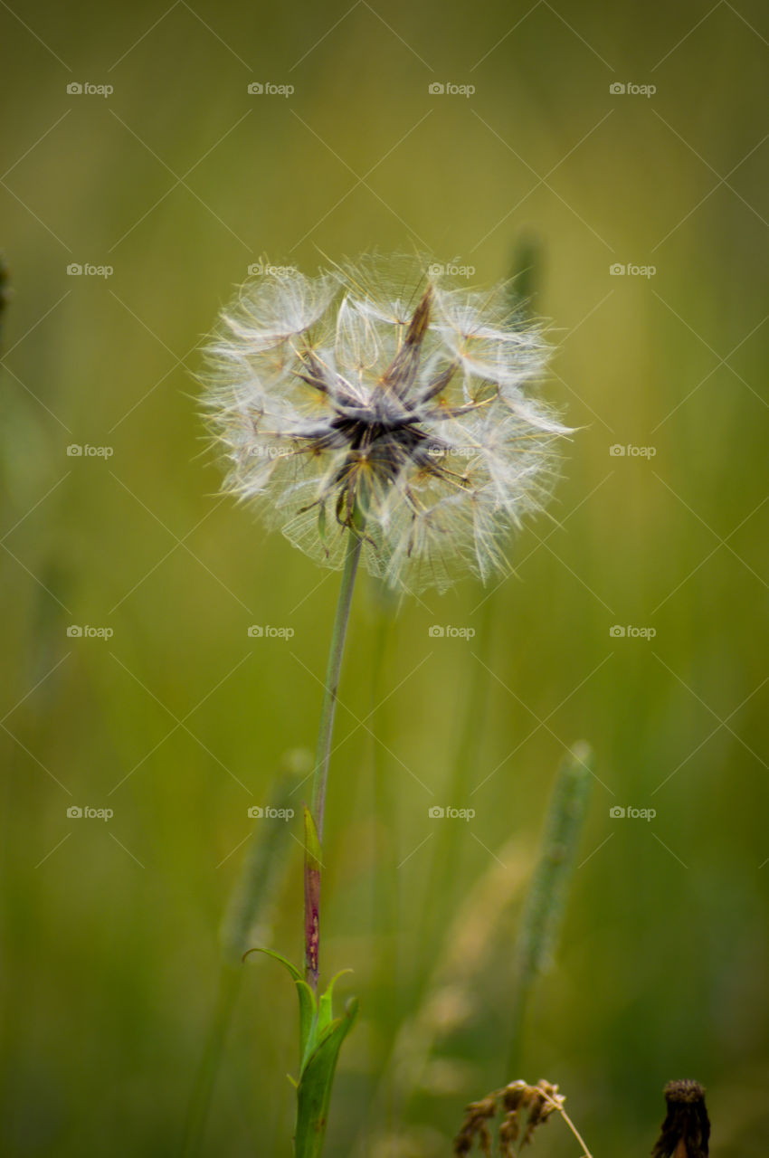 flower gone to seed warm colors