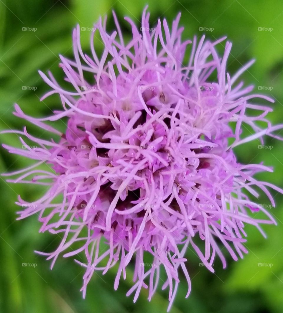 Dazzling Purple Flower Close Up