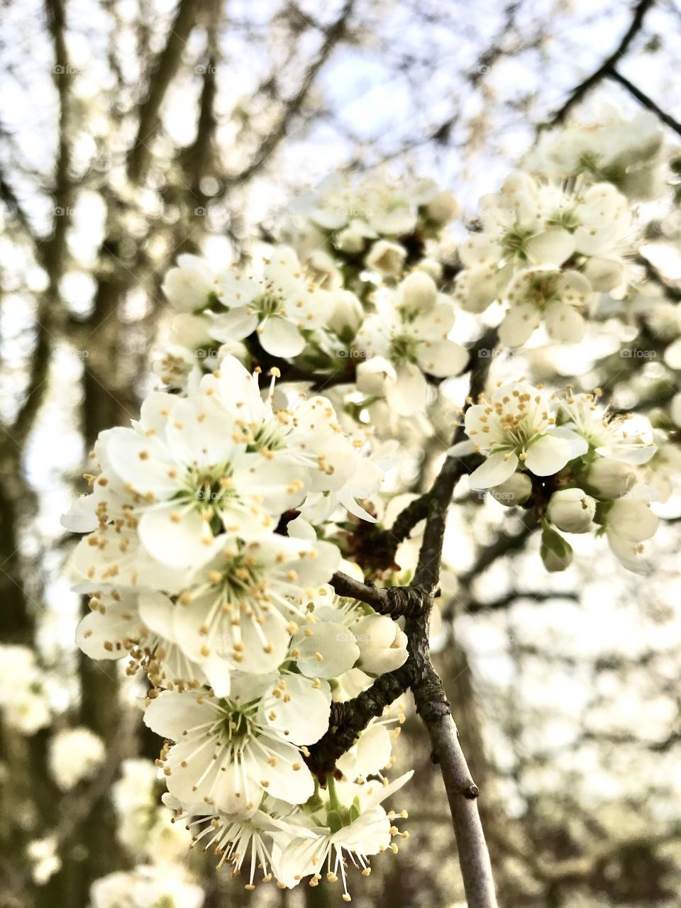White Spring Blossom,Chickasaw Plum Tree