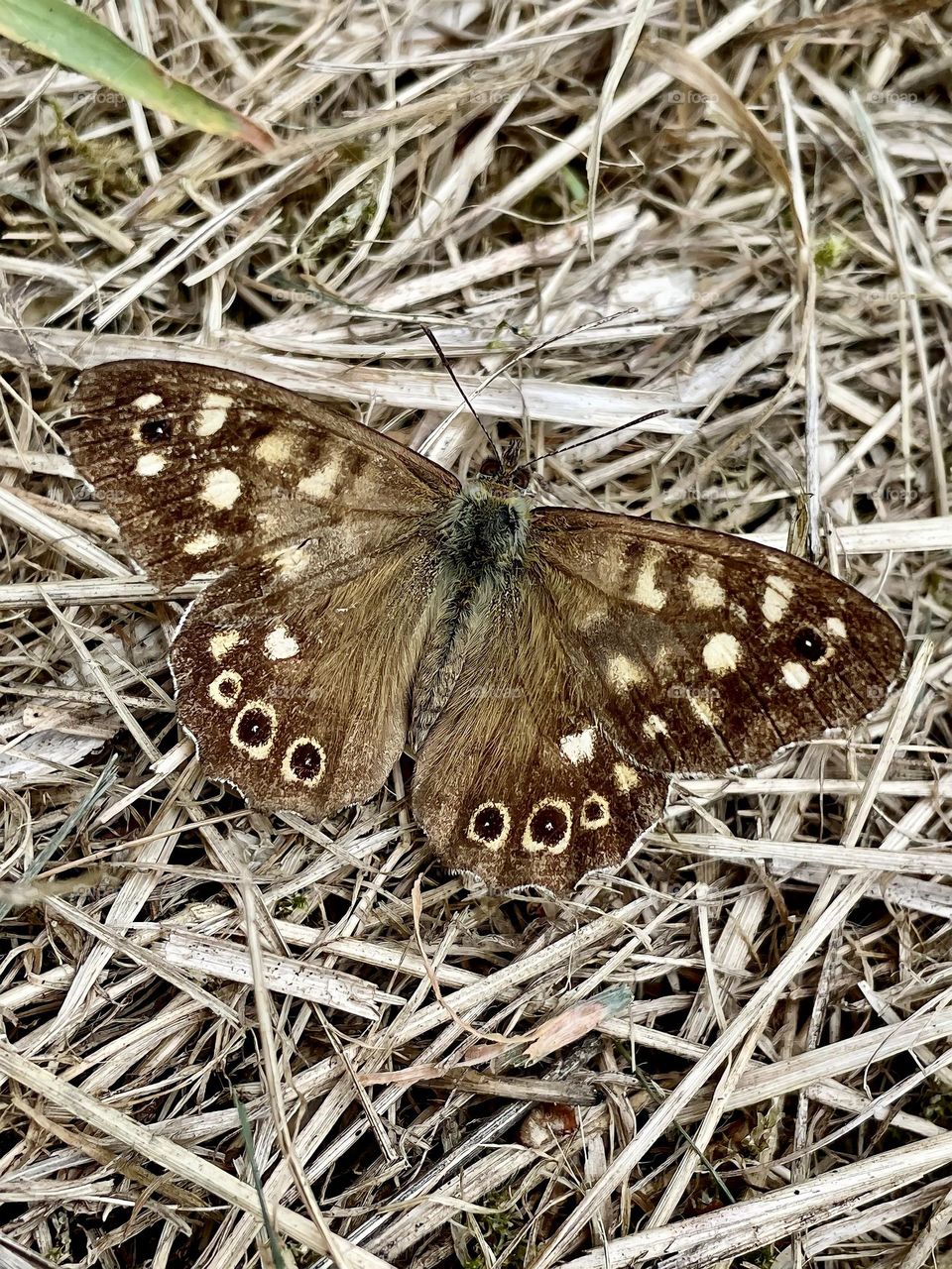 Brown Butterfly 