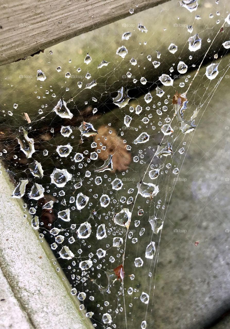Countless drops of water cling to a vacated spiderweb as the day begins again 