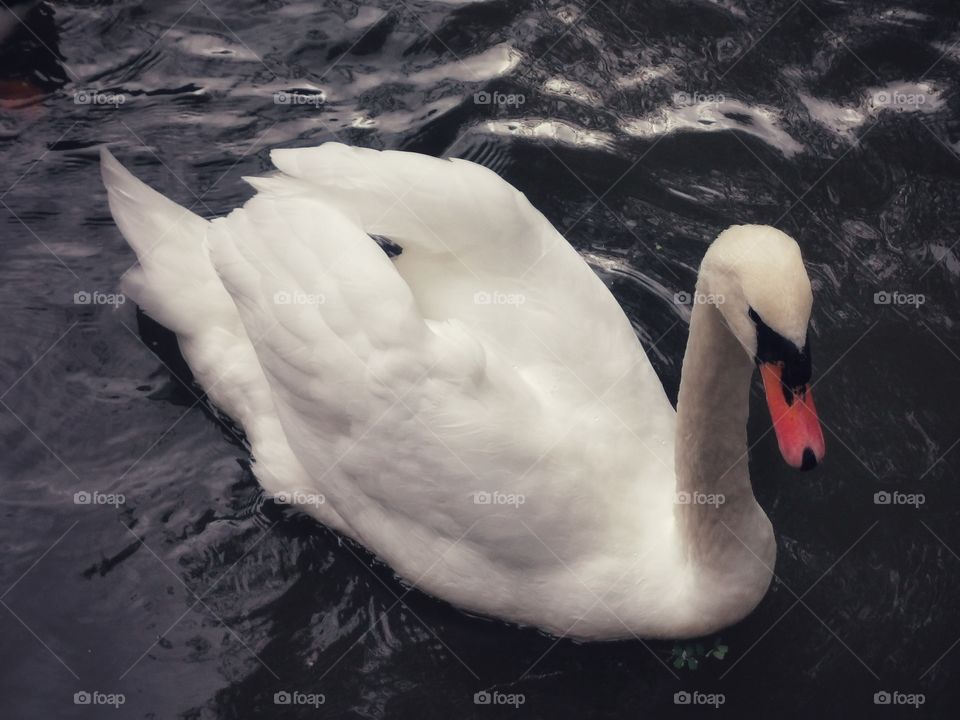Russia view zoo animals wild outside outdoor day part details capture life