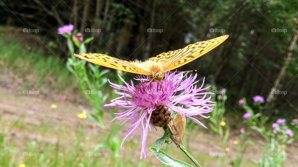 I like to eat in the forest. The butterfly collects nectar in the forest glade. St. Petersburg, Russia