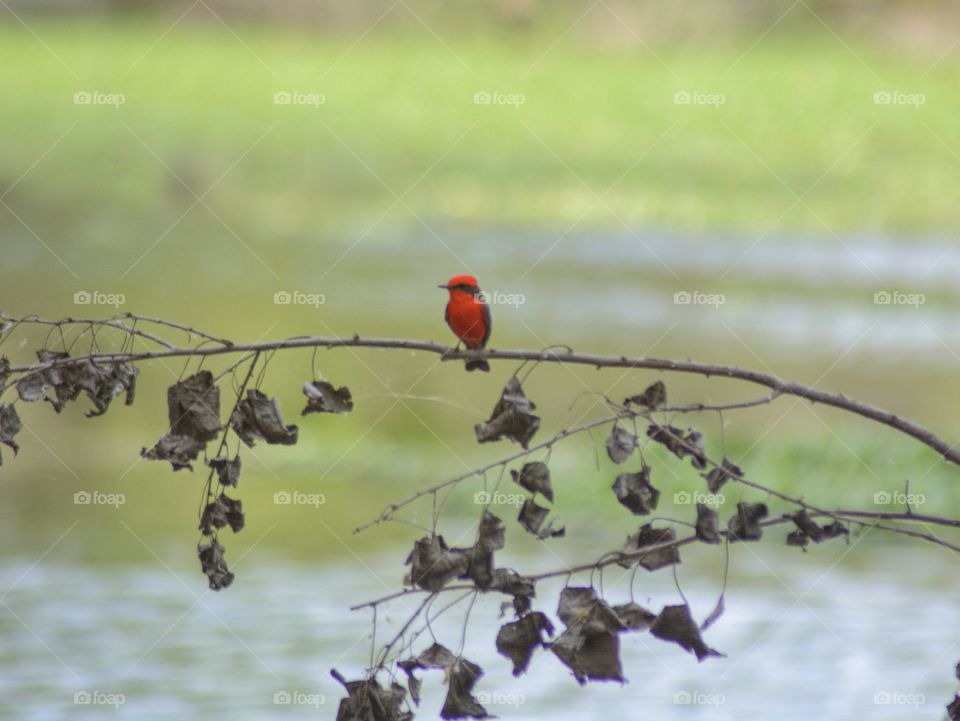 Cardenal bird