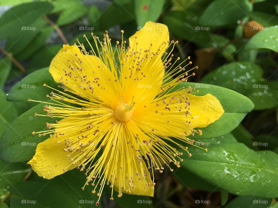 Close-up of yellow flower in bloom