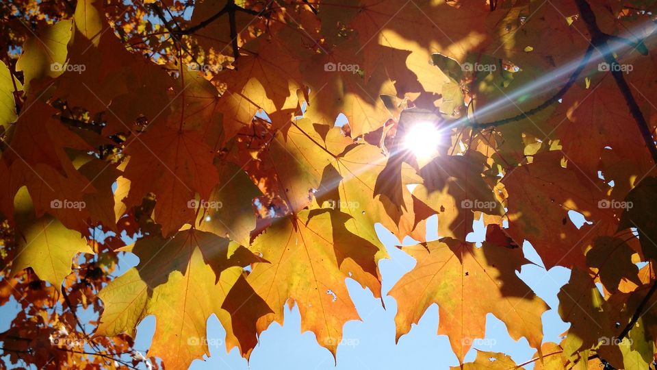 Herbst. fall in VA