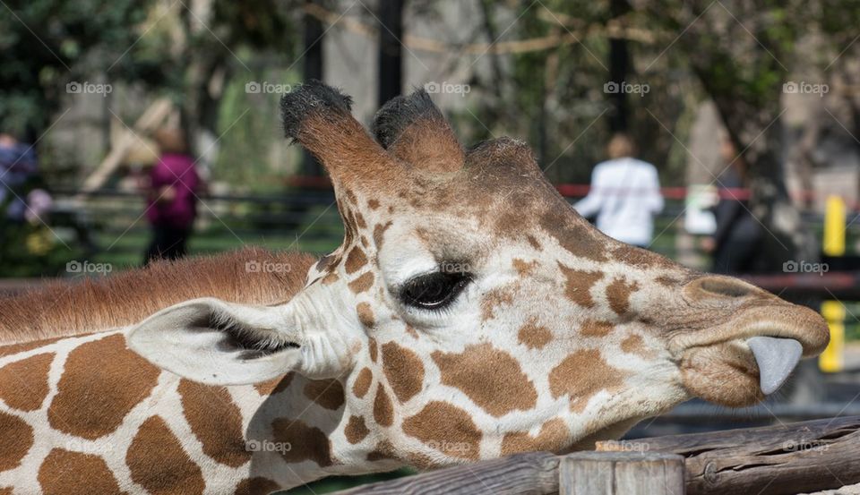 Giraffe with Tougne out