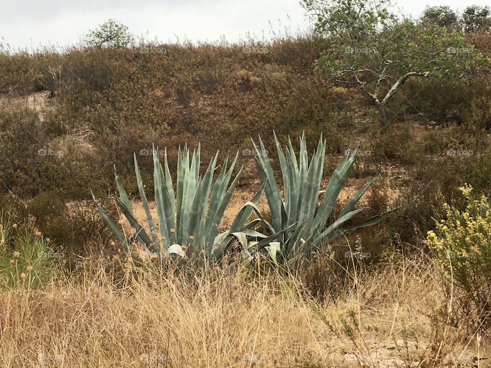 Autumn grassland in South 