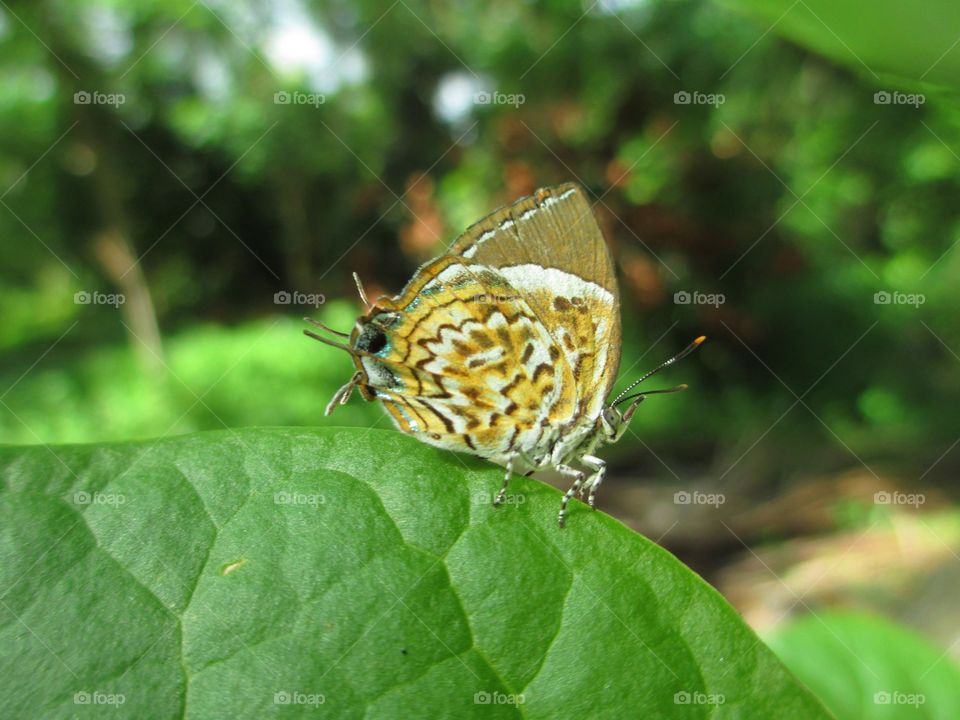 Gossamerwings(Lycaenidae)