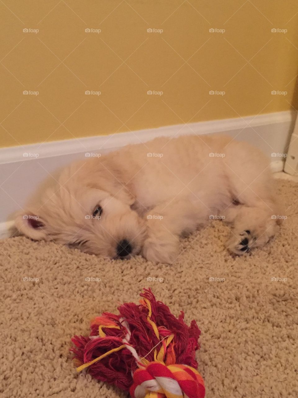 Our new puppy Pippa, about to fall asleep