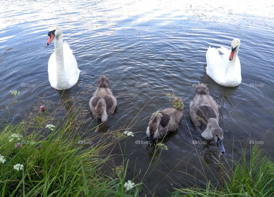 swans family on a lake summer landscape