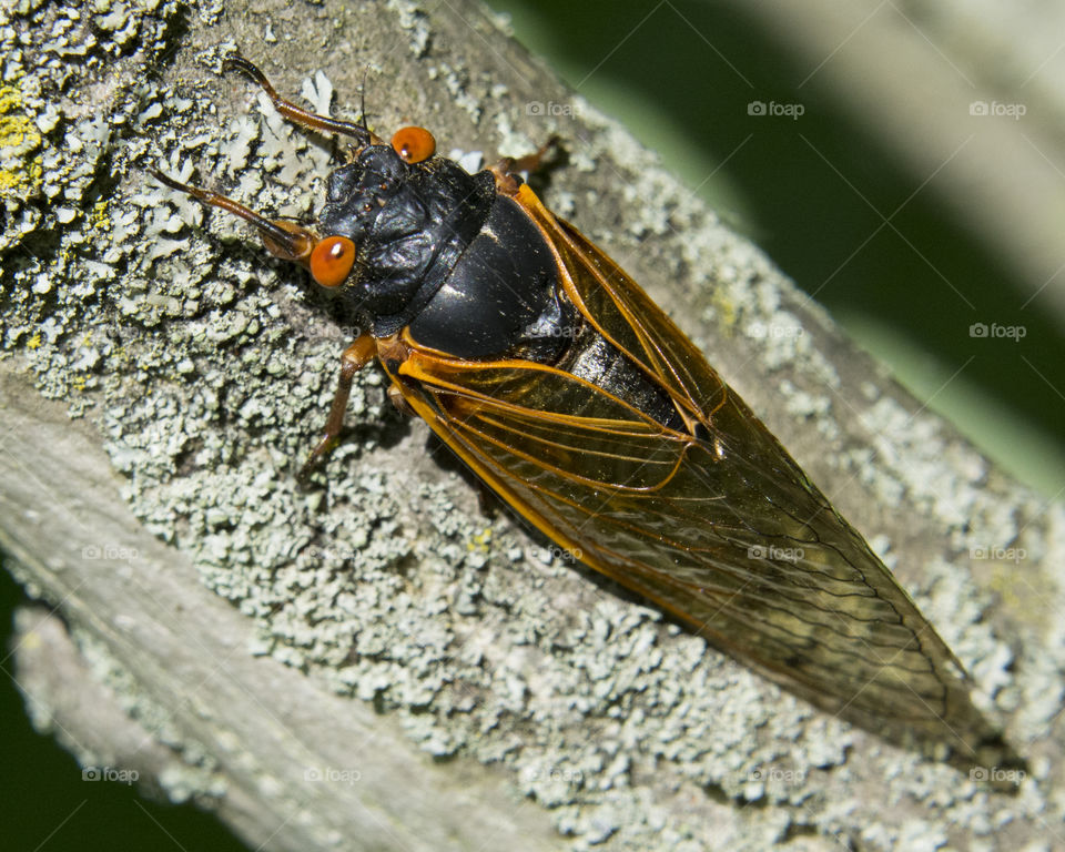 Cicada on a branch