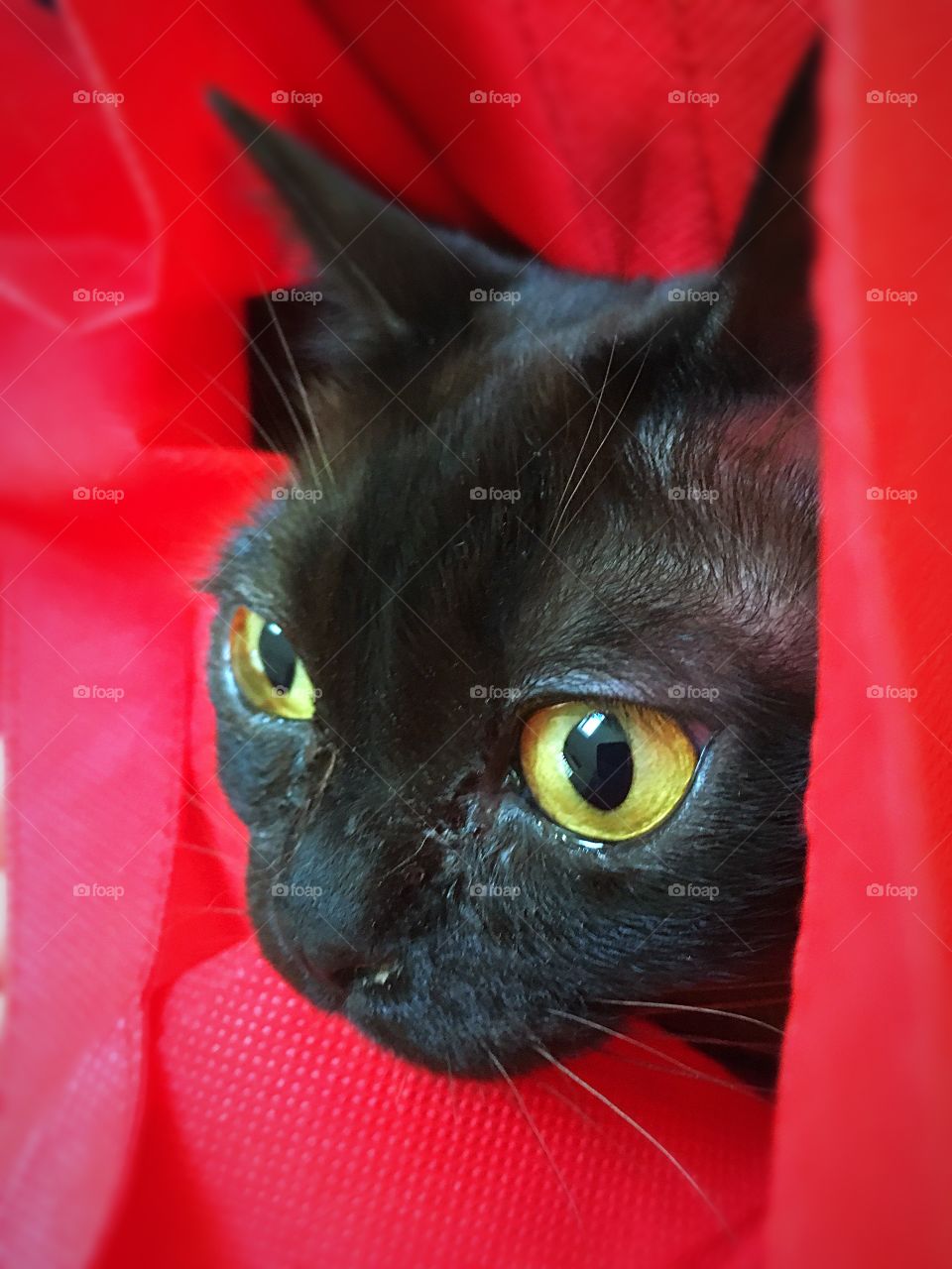 Kitty in a bag - playing with a Burmese kitten, she kept climbing into this red shopping bag. 