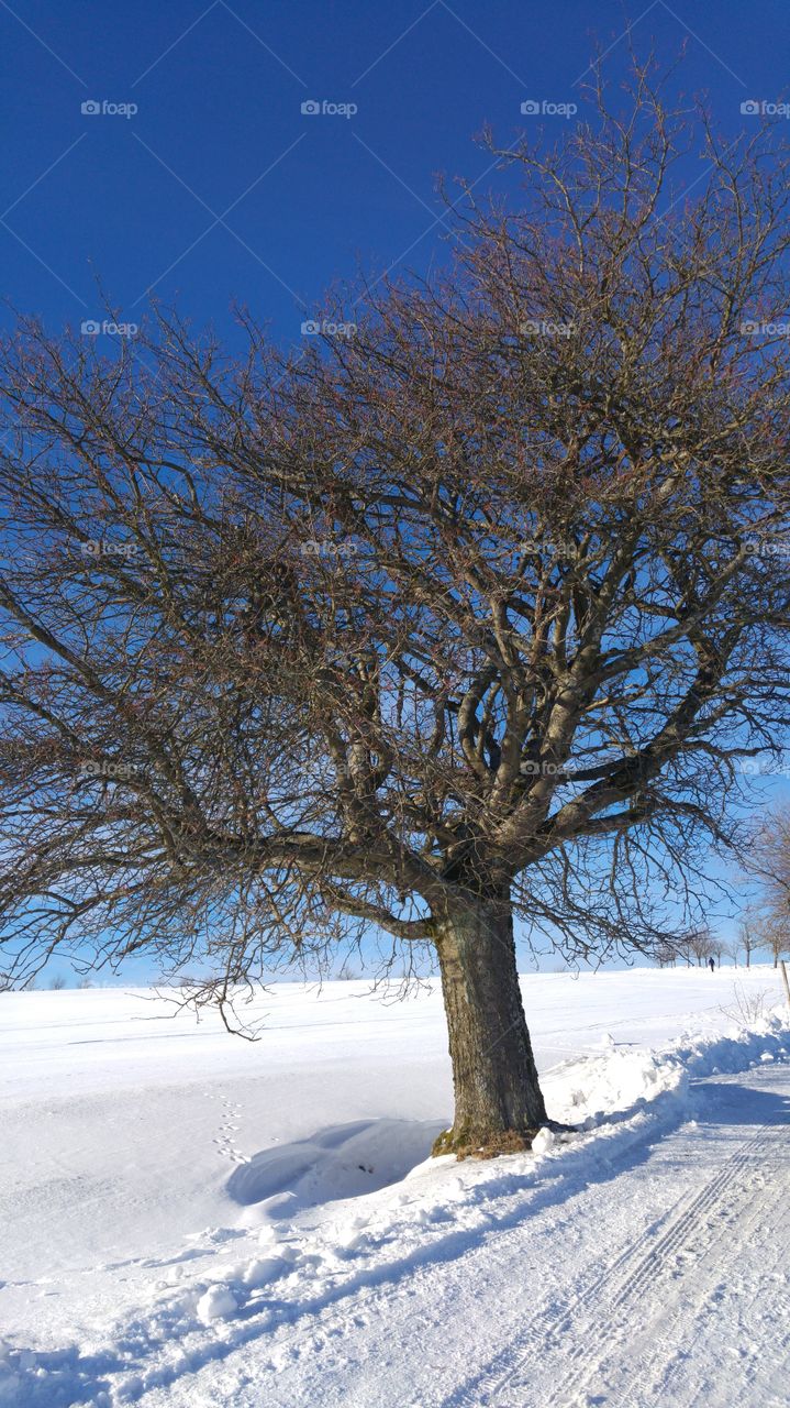 wintertree in wintersnow