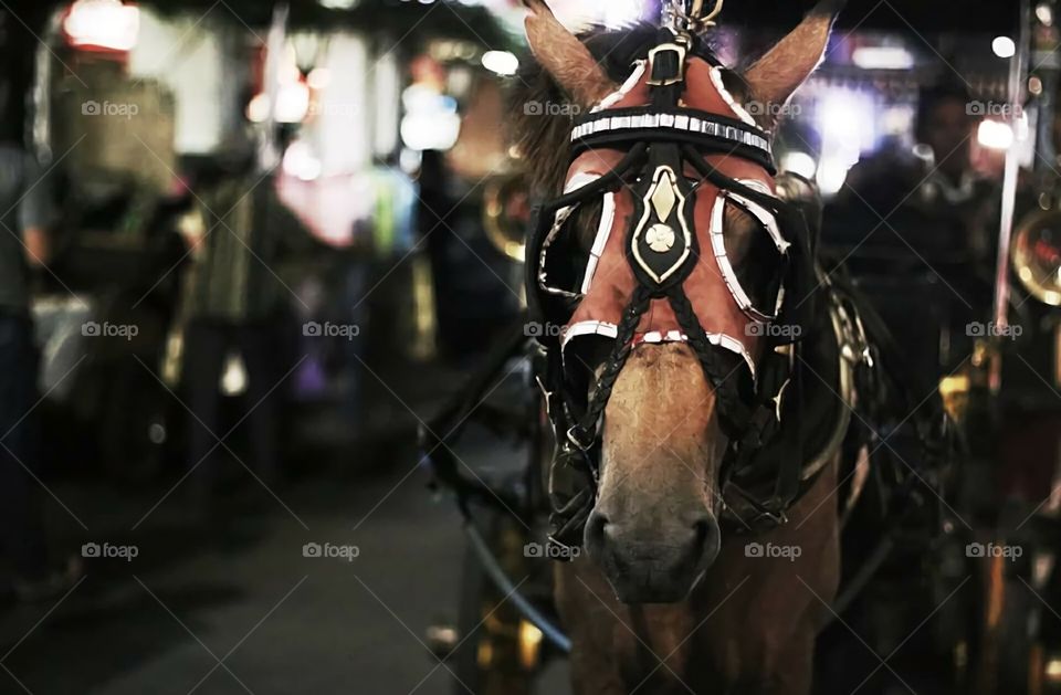 jaran alias sik narik andong