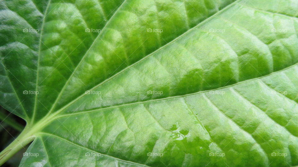 Leaf 