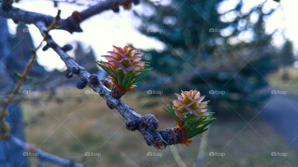 tree buds