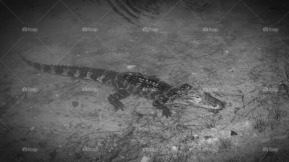 alligator grayscale