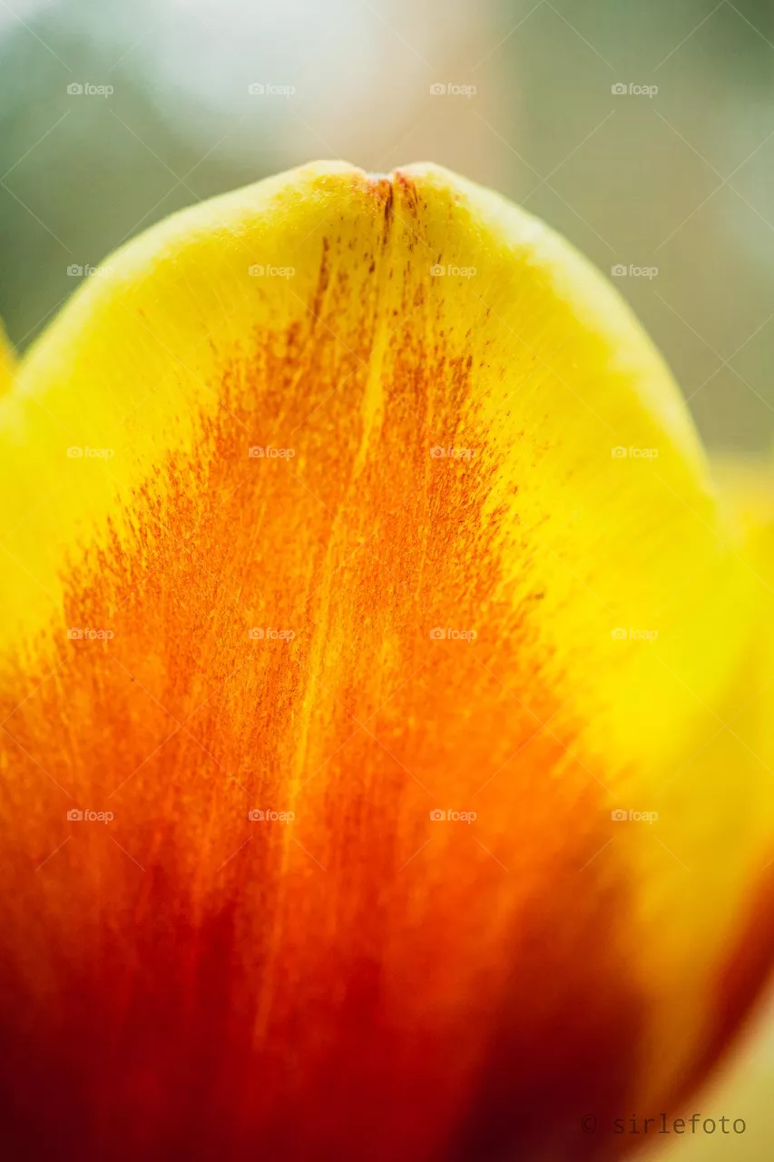 Tulip