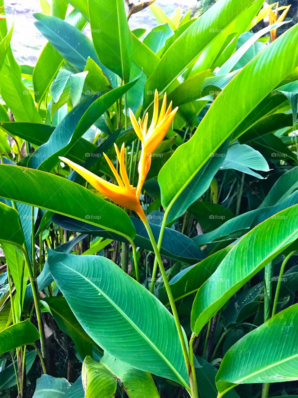 Orange bird of paradise