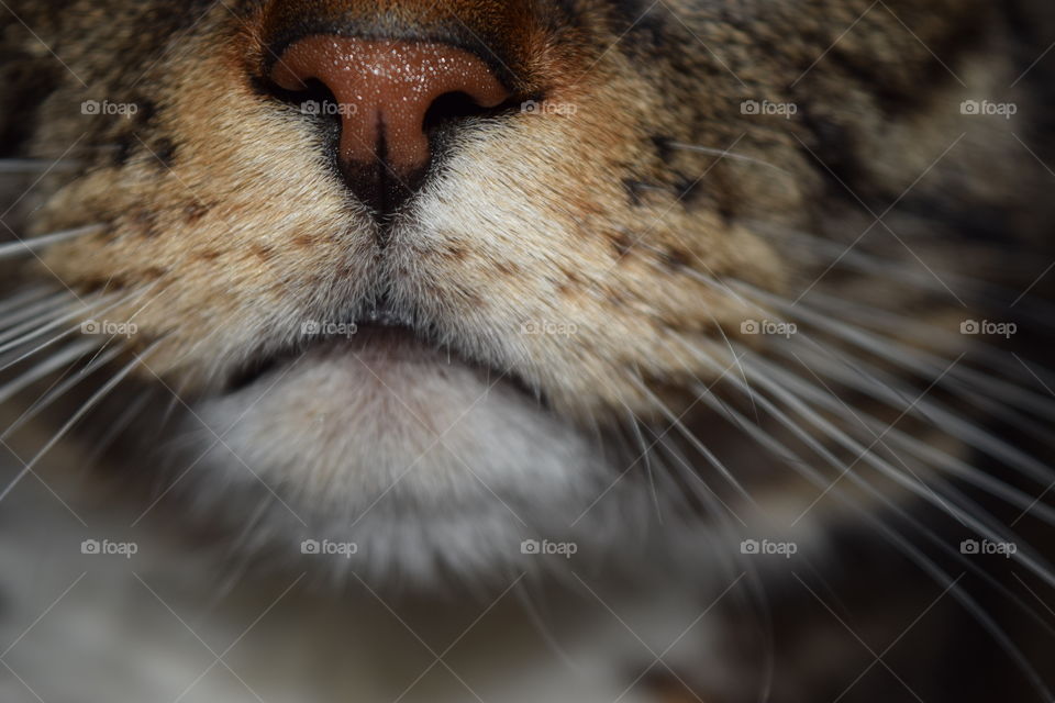 Close up kitty face